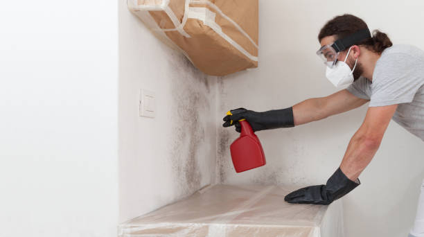 Basement Mold Remediation treatment on basement walls in New Paris