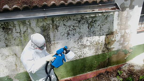 Mold Removal service in New Paris